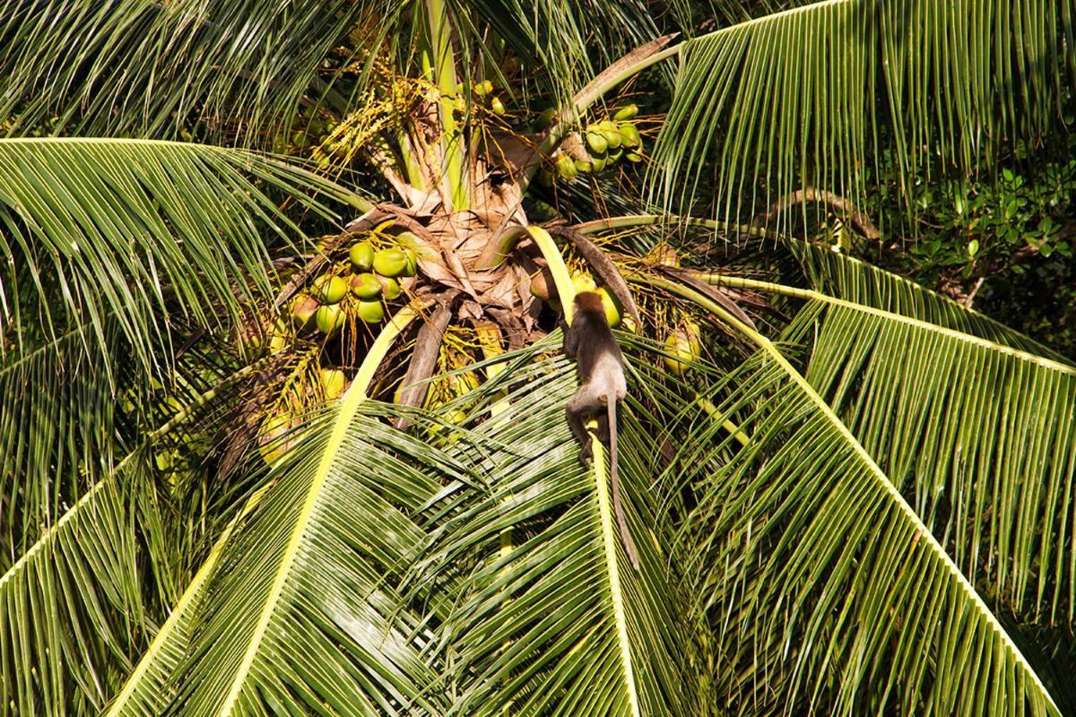 Bed and Breakfast Sri Yoga Shala Unawatuna Exterior foto